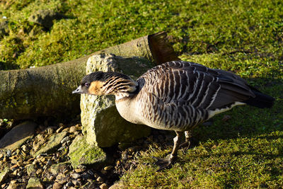 Side view of a bird on rock