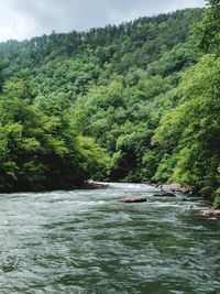 Scenic view of river amidst trees in forest