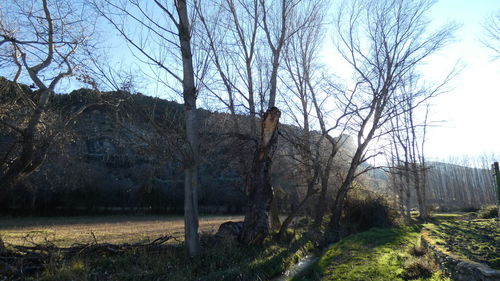 Bare trees in forest against sky