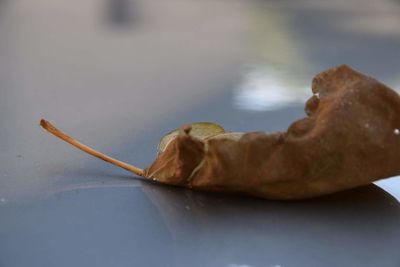 Close-up of food on table