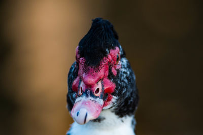 Close-up of rooster