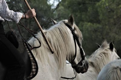 Young woman with horse