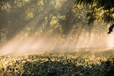 Sunlight streaming through trees on field