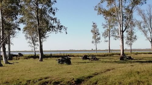 View of sheep on landscape
