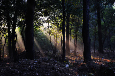 Trees in forest