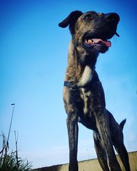 Low angle view of dog against blue sky