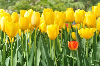 Close-up of yellow tulips blooming on field