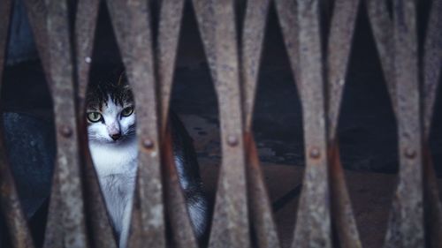 Close-up portrait of cat seen through gate