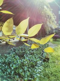 Sun shining through leaves