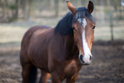 Close-up of brown horse