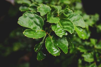 Close-up of green leaves on plant