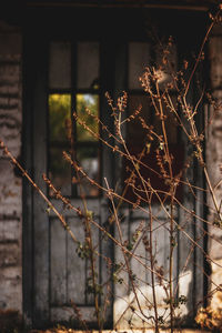 Close-up of rusty window in forest