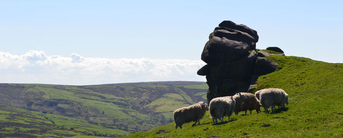 Sheep on grassy mountain against sky