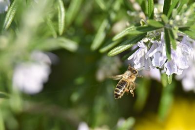 Close-up of bee on flower