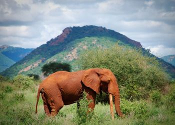 Side view of elephant on field by mountain