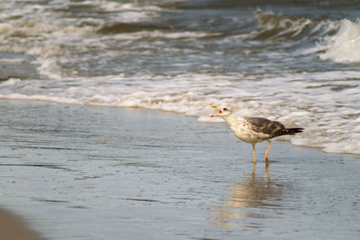 Bird on shore