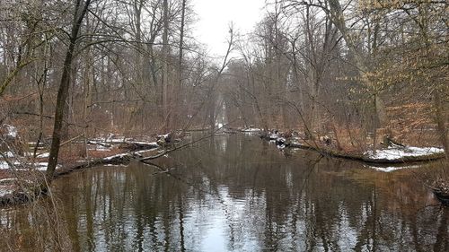 Scenic view of lake in forest during winter