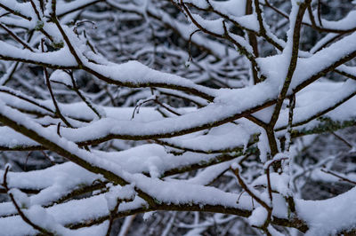 Close-up of snow covered tree