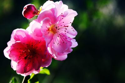 Close-up of pink flowers blooming outdoors