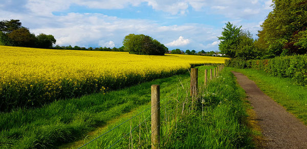 Scenic view of agricultural field against sky