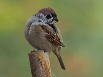 Close-up of bird perching on wooden post