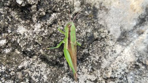 High angle view of insect on rock