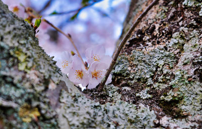 Close-up of plant