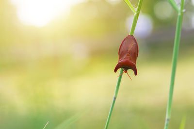 Beautiful red stink bug on green and blur background raininy season.