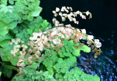 Close-up of pink flowers blooming in garden