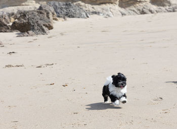 Havanese puppy