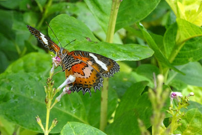 Butterfly on leaf