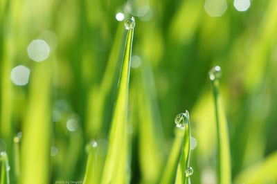 grass