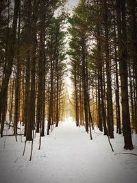 Trees on snow covered field