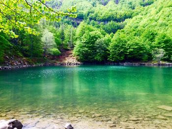 Reflection of trees in water