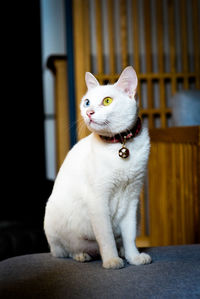 Close-up of cat sitting at home