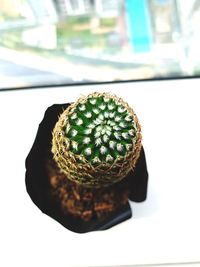 Close-up of succulent plant on table