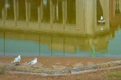 Seagulls perching on the beach