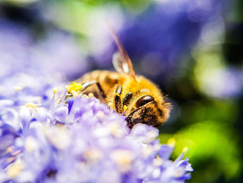 Close-up of bee on purple flower