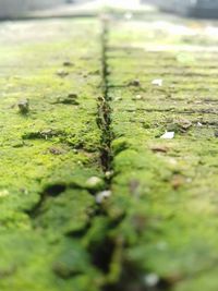 Close-up of snake on grass