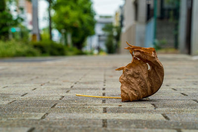 Dry leaf on footpath