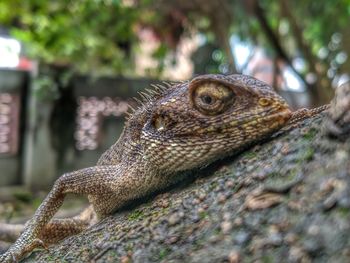 Close-up of a lizard