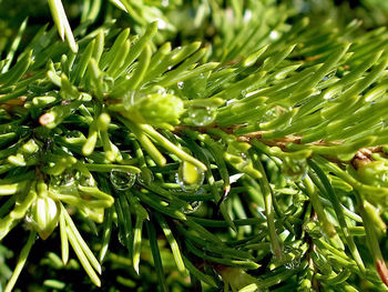 Full frame shot of plants