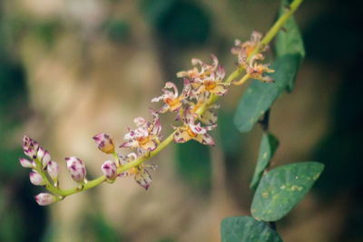 Close-up of purple flowering plant