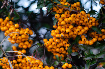 Close-up of orange fruits on tree