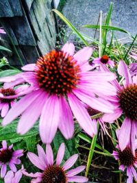 Close-up of pink flower