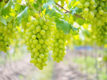 Close-up of grapes growing in vineyard