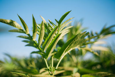 Close-up of plant growing against blue sky