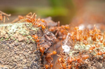 Close-up of ants on rock