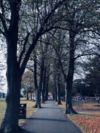 Footpath amidst trees in park during autumn