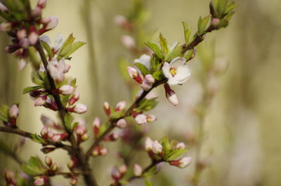 Close-up of white flowering plant